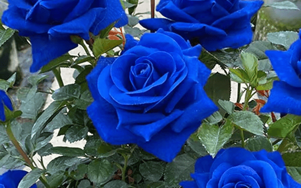 Rosa Encantada Azul💙