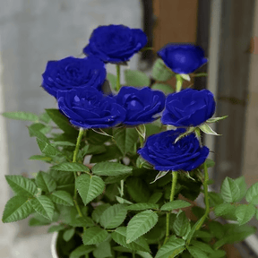 Rosa Encantada Azul💙
