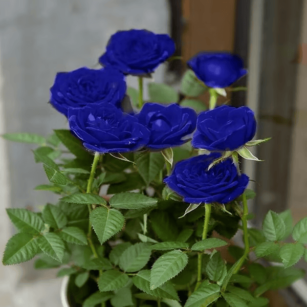 Rosa Encantada Azul💙