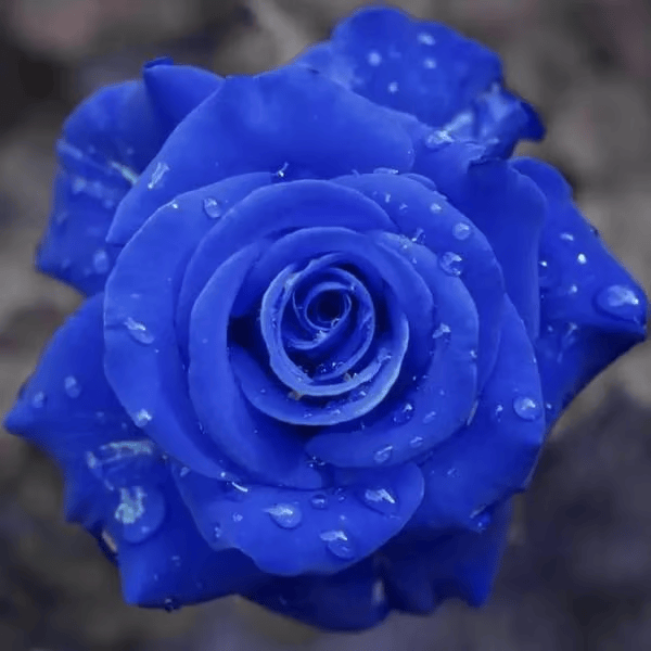 Rosa Encantada Azul💙