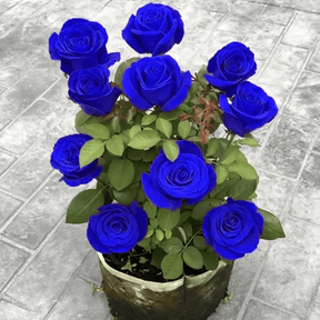 Rosa Encantada Azul💙